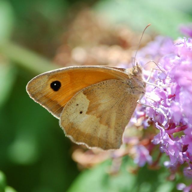 ID farfalla marrone:  Coenonympha pamphilus (Nymphalidae Satyrinae)